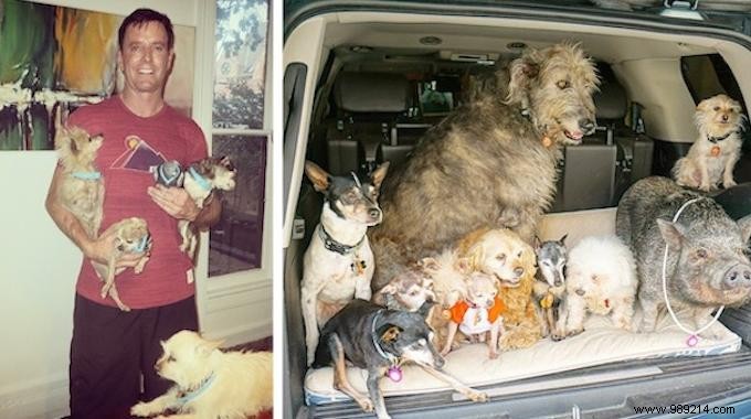 Steve Greig s Inspiring Journey: Adopting Senior Shelter Dogs for Loving Golden Years
