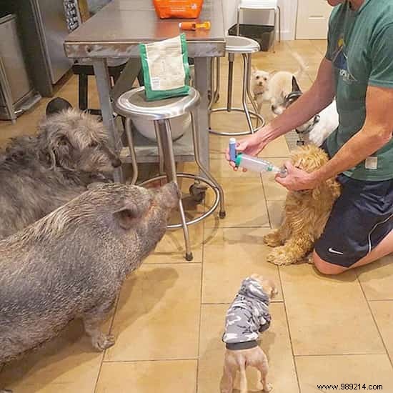 Steve Greig s Inspiring Journey: Adopting Senior Shelter Dogs for Loving Golden Years