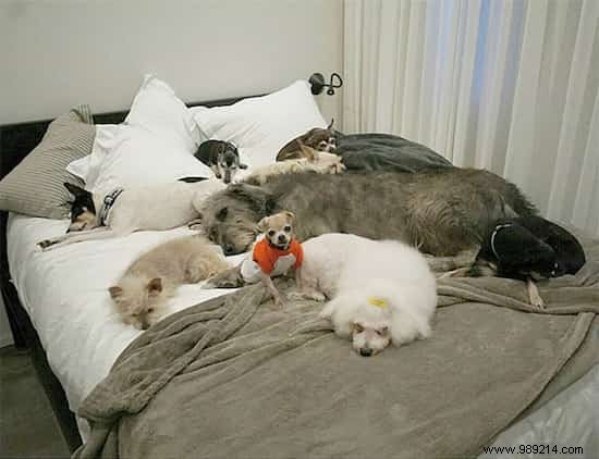 Steve Greig s Inspiring Journey: Adopting Senior Shelter Dogs for Loving Golden Years