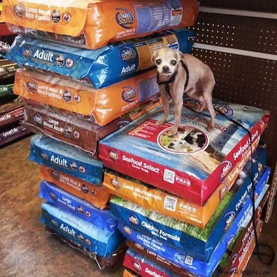 Steve Greig s Inspiring Journey: Adopting Senior Shelter Dogs for Loving Golden Years