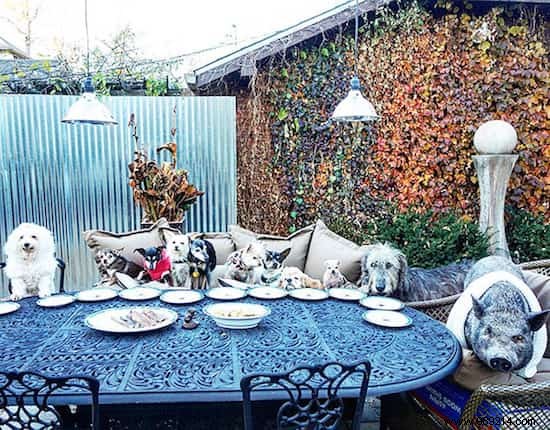 Steve Greig s Inspiring Journey: Adopting Senior Shelter Dogs for Loving Golden Years