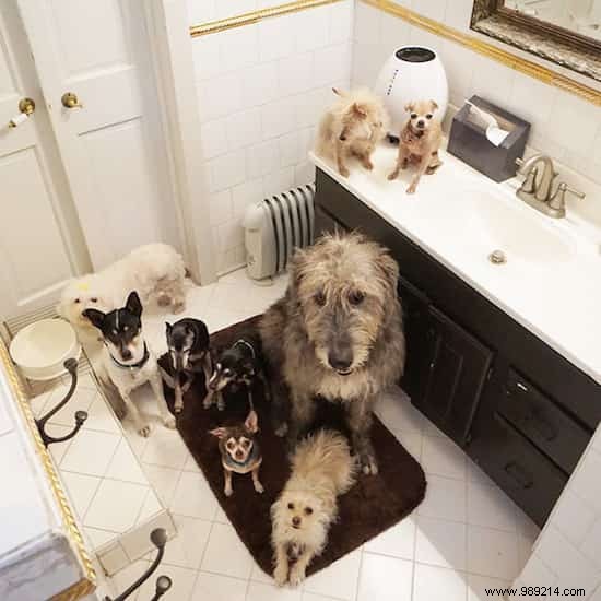 Steve Greig s Inspiring Journey: Adopting Senior Shelter Dogs for Loving Golden Years