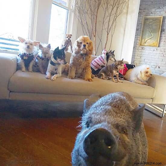 Steve Greig s Inspiring Journey: Adopting Senior Shelter Dogs for Loving Golden Years