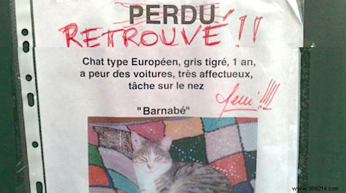 Proven Shelter Expert Tip: Lure Your Lost Cat Home with Its Litter Box