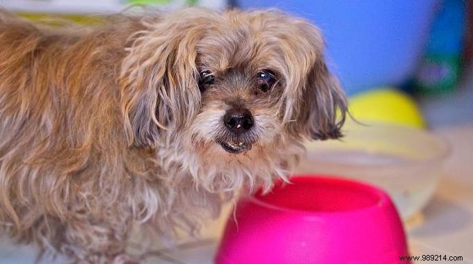 Feed Your Dog and Cat a Natural Raw Diet: Healthier and Cheaper