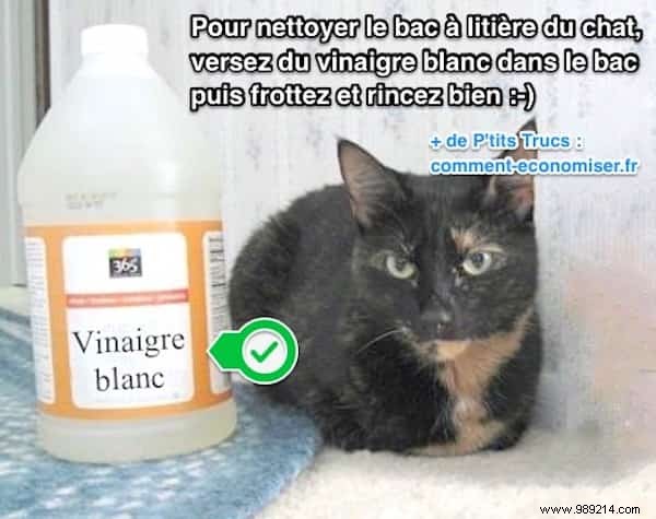 How to Clean and Disinfect Your Cat s Litter Box with White Vinegar – Safe and Effective