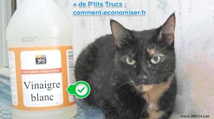 How to Clean and Disinfect Your Cat s Litter Box with White Vinegar – Safe and Effective