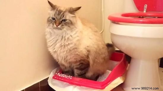 How to Clean and Disinfect Your Cat s Litter Box with White Vinegar – Safe and Effective