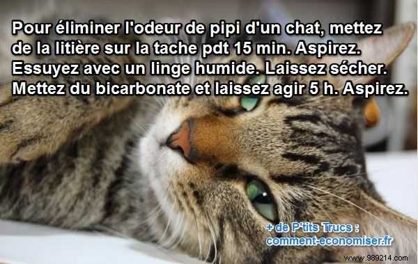 Proven DIY Trick: Eliminate Stubborn Cat Urine Odor at Home in Hours