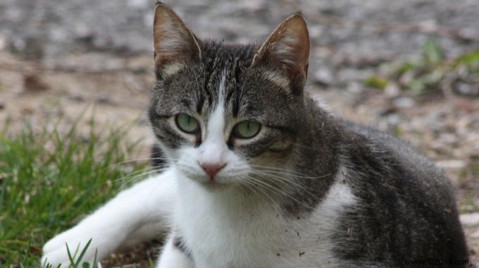 Proven DIY Trick: Eliminate Stubborn Cat Urine Odor at Home in Hours