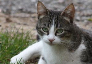 Proven DIY Trick: Eliminate Stubborn Cat Urine Odor at Home in Hours