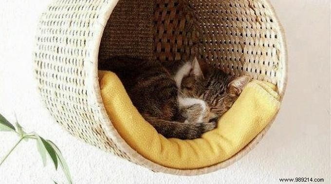 Space-Saving DIY: Wall-Mounted Perched Cat Basket for Small Homes