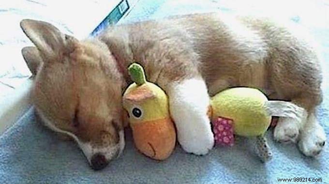 20 Adorable Photos of Puppies Napping with Their Plush Toys