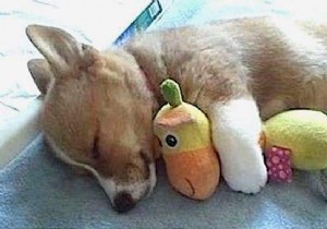 20 Adorable Photos of Puppies Napping with Their Plush Toys