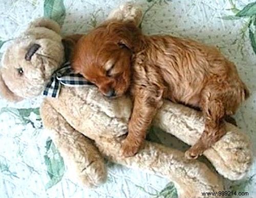 20 Adorable Photos of Puppies Napping with Their Plush Toys