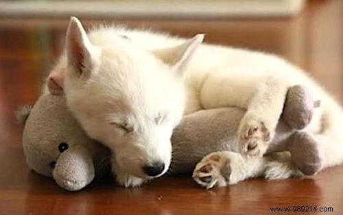 20 Adorable Photos of Puppies Napping with Their Plush Toys