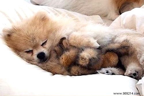 20 Adorable Photos of Puppies Napping with Their Plush Toys