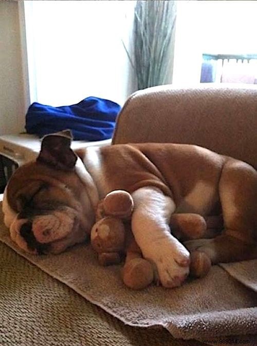 20 Adorable Photos of Puppies Napping with Their Plush Toys