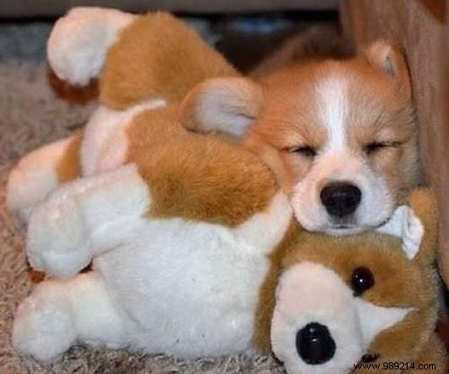 20 Adorable Photos of Puppies Napping with Their Plush Toys