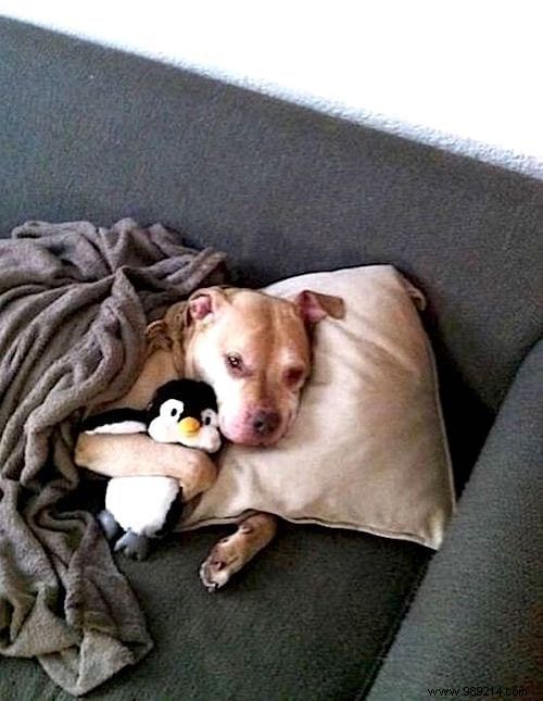 20 Adorable Photos of Puppies Napping with Their Plush Toys