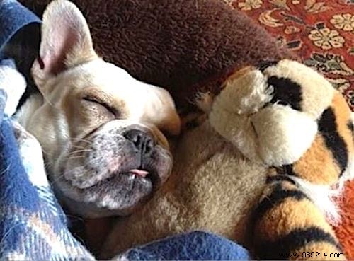 20 Adorable Photos of Puppies Napping with Their Plush Toys