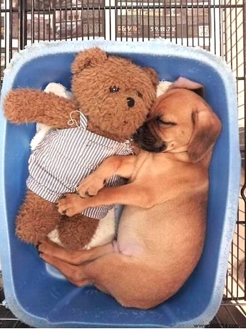 20 Adorable Photos of Puppies Napping with Their Plush Toys