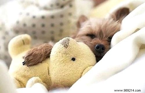 20 Adorable Photos of Puppies Napping with Their Plush Toys