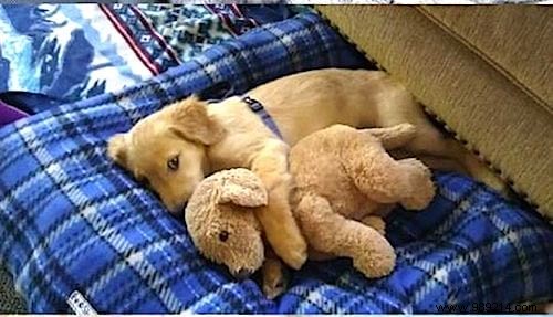 20 Adorable Photos of Puppies Napping with Their Plush Toys