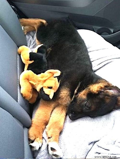 20 Adorable Photos of Puppies Napping with Their Plush Toys