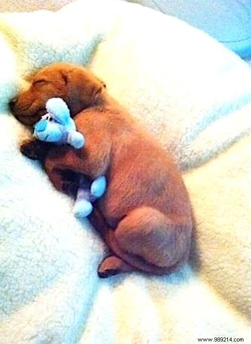 20 Adorable Photos of Puppies Napping with Their Plush Toys