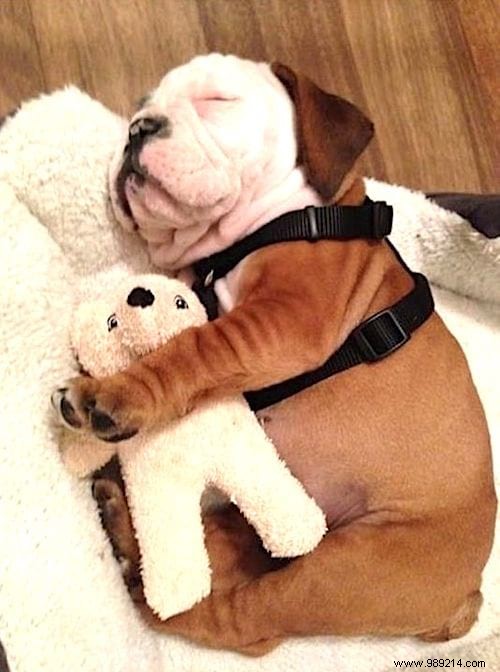20 Adorable Photos of Puppies Napping with Their Plush Toys