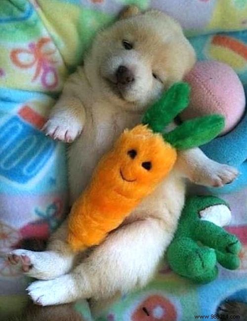 20 Adorable Photos of Puppies Napping with Their Plush Toys