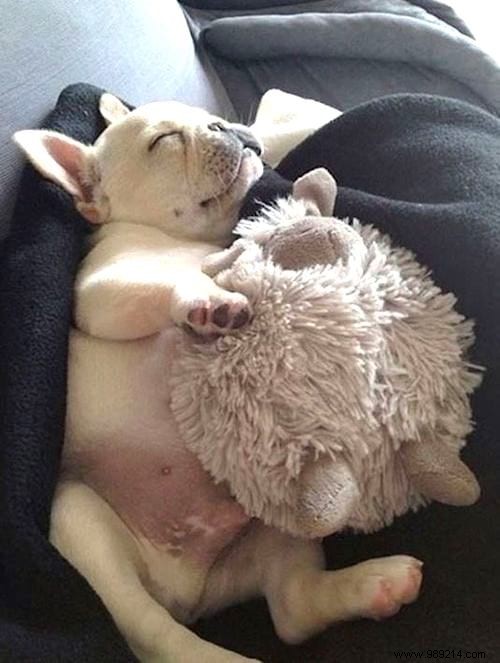 20 Adorable Photos of Puppies Napping with Their Plush Toys