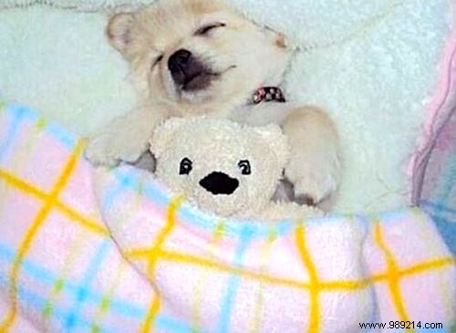 20 Adorable Photos of Puppies Napping with Their Plush Toys