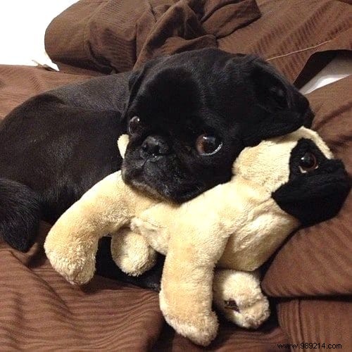 20 Adorable Photos of Puppies Napping with Their Plush Toys