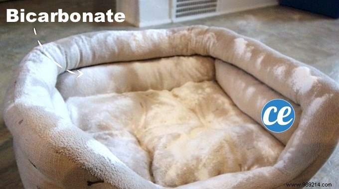 2 Veterinarian-Approved Natural Tips to Eliminate Fleas and Ticks from Your Dog s Bed