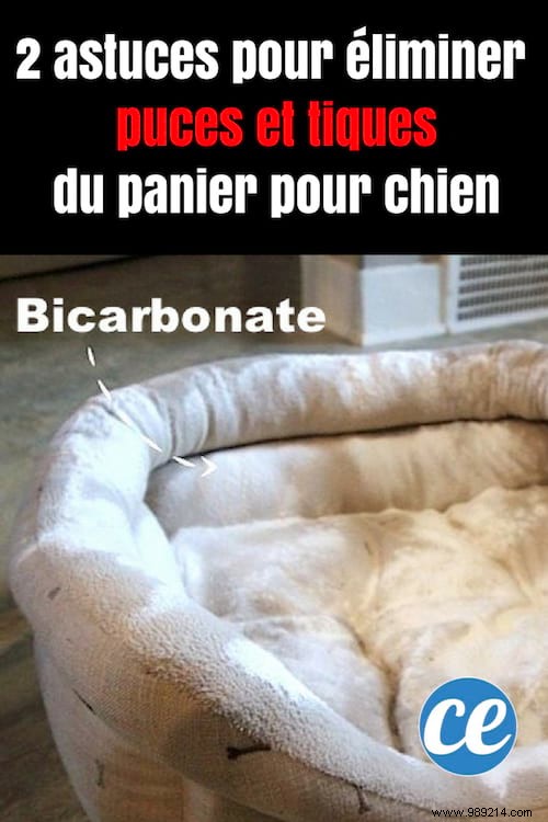 2 Veterinarian-Approved Natural Tips to Eliminate Fleas and Ticks from Your Dog s Bed