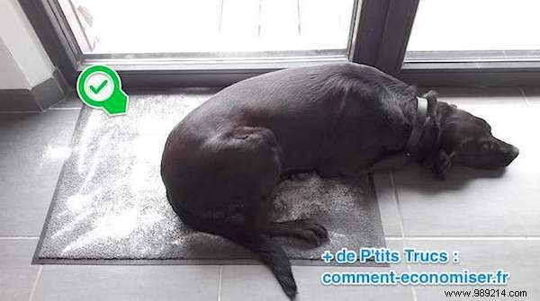 2 Veterinarian-Approved Natural Tips to Eliminate Fleas and Ticks from Your Dog s Bed