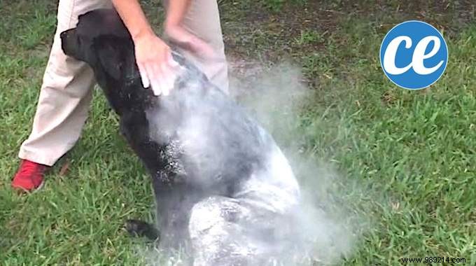 Effective Natural Remedy: Banish Fleas, Ticks, and Lice from Your Dog with Diatomaceous Earth