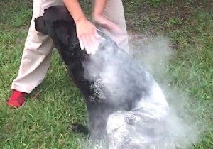 Effective Natural Remedy: Banish Fleas, Ticks, and Lice from Your Dog with Diatomaceous Earth