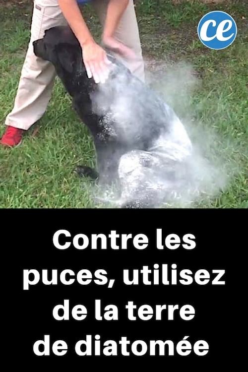 Effective Natural Remedy: Banish Fleas, Ticks, and Lice from Your Dog with Diatomaceous Earth