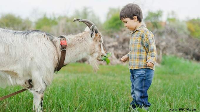 Should Schools Teach Empathy for Animals? Experts Make a Compelling Case