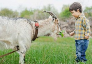 Should Schools Teach Empathy for Animals? Experts Make a Compelling Case