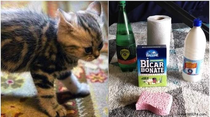 Expert Guide: Remove Cat Urine Stains from Carpet Naturally with Baking Soda