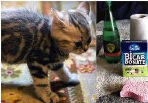 Expert Guide: Remove Cat Urine Stains from Carpet Naturally with Baking Soda