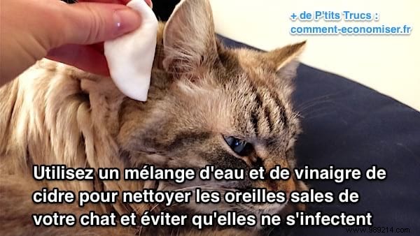 How to Safely Clean Your Cat s Dirty Ears with Apple Cider Vinegar to Prevent Infections
