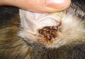How to Safely Clean Your Cat s Dirty Ears with Apple Cider Vinegar to Prevent Infections