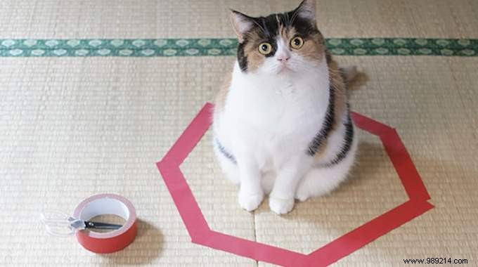 Why Do Cats Obsessively Sit in Circles? A Viral Experiment Reveals Feline Secrets
