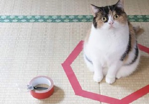 Why Do Cats Obsessively Sit in Circles? A Viral Experiment Reveals Feline Secrets