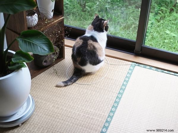 Why Do Cats Obsessively Sit in Circles? A Viral Experiment Reveals Feline Secrets